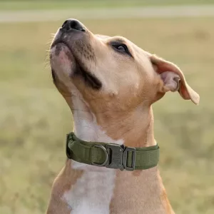 collare tattico per cani, collare da addestramento per cani, collare per cani con fibbia in metallo