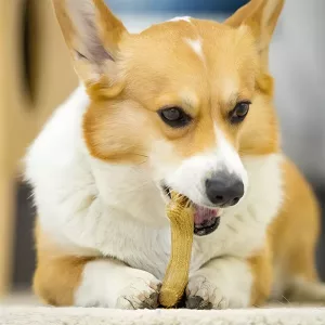 giocattolo da masticare per cani, bastoncino da masticare per cani, giocattolo da masticare in legno, giocattolo da masticare in corno di cervo