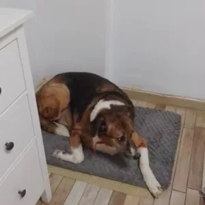 Recensione della Cuccetta in Peluche Sfoderabile dal cliente K****l.